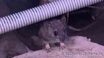Concerns about rats running rampant in Waterloo, Ont.