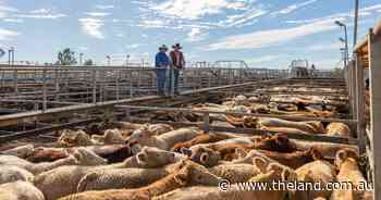 Scattered showers help push feeder prices up 20c/kg at Roma