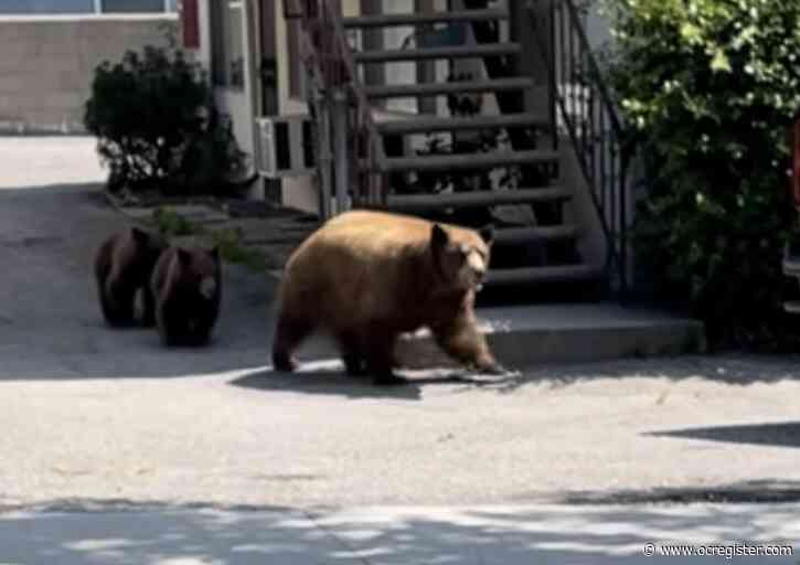 With more bears in streets and homes of foothill cities, L.A. County demands action