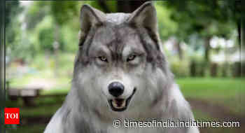 Another man spends 20 lakhs to become wolf
