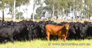 Superb Condamine River country for 400 adult cattle equivalents