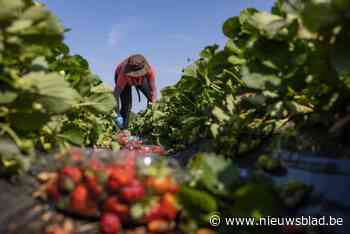 Arbeidsmigranten in de Europese landbouwsector worden structureel uitgebuit, zegt Oxfam