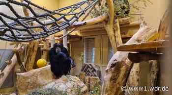 Richtfest für erstes Gebäude im neuen Krefelder Affenpark