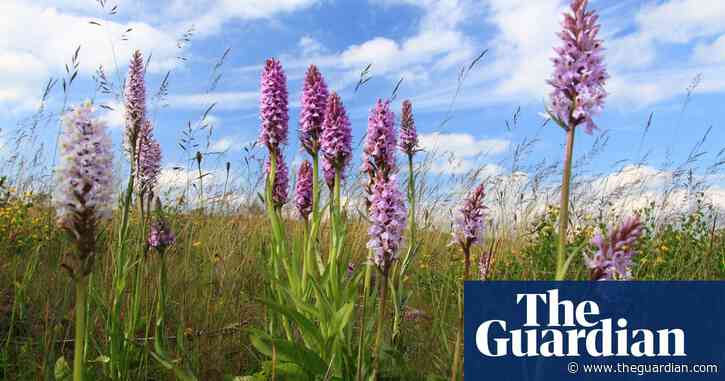 Specieswatch: how the common spotted orchid nurtures its young