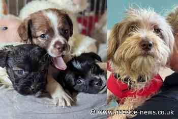 Puppies dumped in Essex are reunited with mum in 'miracle'