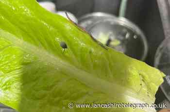 Blackburn shopper finds worm in Tesco Finest lettuce