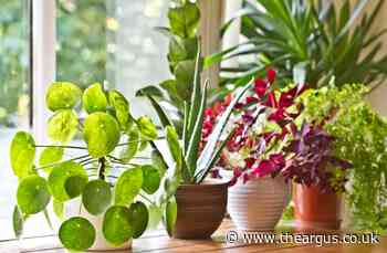How can I stop my houseplants from dying? Mistake to avoid