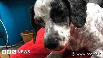 Appeal for arthritic dog missing for four days