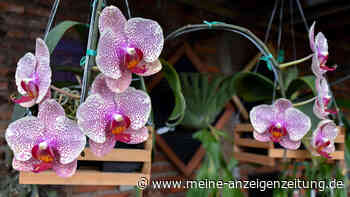 Mit diesen Hausmitteln düngen und Orchideen zu wunderschönen Blüten verhelfen