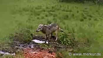 Sensationelles Video: Wolf vergnügt sich vor Wildkamera – „So noch nie beobachtet“