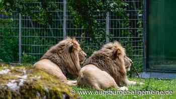 Kragenbär und Löwen: Wie die neuen Bewohner im Augsburger Zoo leben