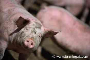 Pig farmers urged to take part in important zinc oxide study