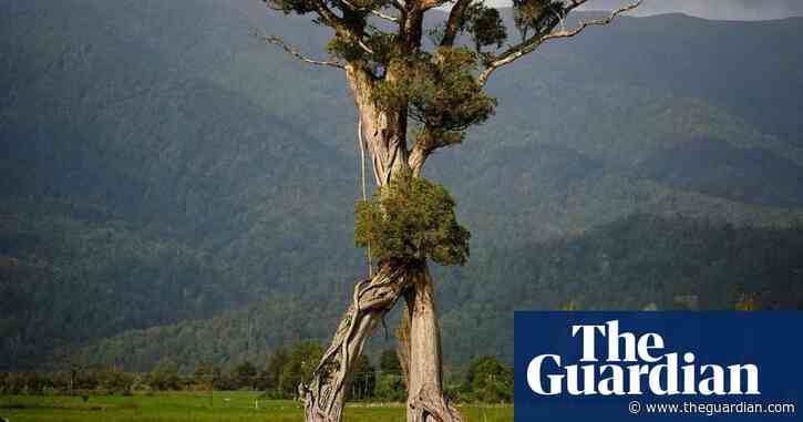 Stride of New Zealand: ancient ‘walking tree’ wins tree of the year
