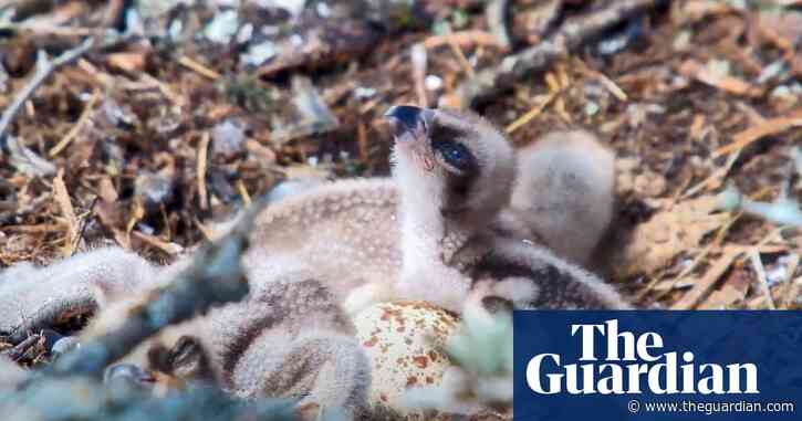 Country diary: A celebrity pair of ospreys that have mouths to feed | Mya Bambrick