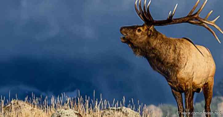 The Olympic Elk Streaming: Watch & Stream Online via Disney Plus