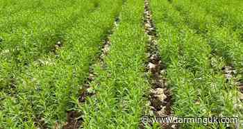 Linseed growers to benefit from new pre-emergence herbicide
