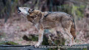 Union bläst zur Jagd auf den Wolf – wo in Deutschland die meisten Rudel leben