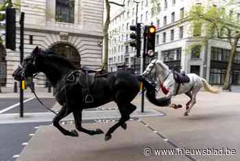 Drie losgeslagen militaire paarden die Londen op stelten zetten, zijn hersteld en klaar voor militaire parade