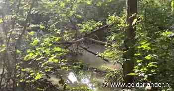 Watersnood verrast wandelaar in Duitsland: vrouw overleeft 52 uur in boom