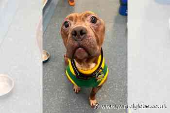 Wirral rescue facing closure says ‘help us save more dogs like Kermit’