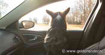 Hond Cesar uren alleen in auto, na ingrijpen politie steelt baasje Johan (68) hem uit asiel