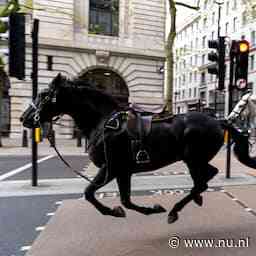 Paarden die in London op hol sloegen komen weer in actie bij parade voor koning