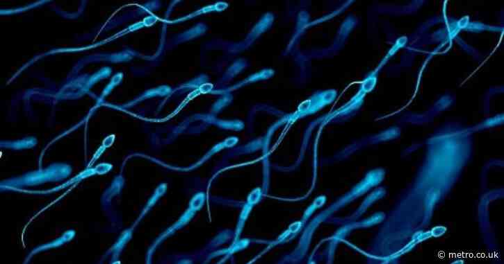 Good news for men and their sperm counts
