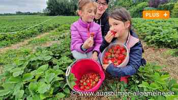 Trotz Hochwasser: Hier können in Neuburg Erdbeeren selbst geerntet werden