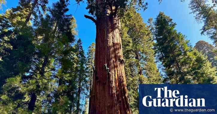 The end of the great northern forests? The tiny tree-killing beetle wreaking havoc on our ancient giants