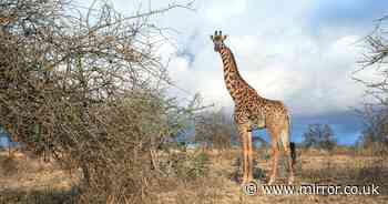 Scientists finally solve mystery behind why giraffes have such long necks