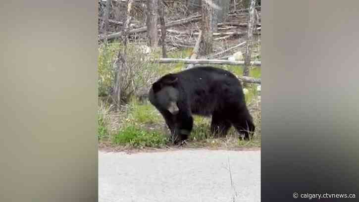 Parks Canada issues bear warning in Banff National Park