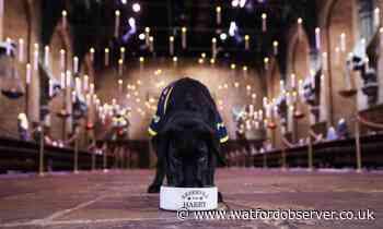 Guide dogs lead the way at Harry Potter Studio Tour