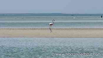 A flamingo in Cape Cod? Rare sighting of southern bird baffles experts