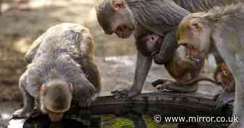 India heatwave drives monkeys desperate for water to their deaths in well amid 43C highs