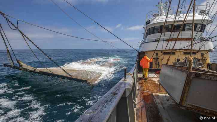 Adema hoopt op terugkeer pulsvisserij; werken aan gunfactor in EU