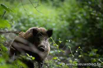 Everzwijn in Woluwepark beroert de gemoederen: “Wilde dieren moeten zich niet aanpassen aan ons”
