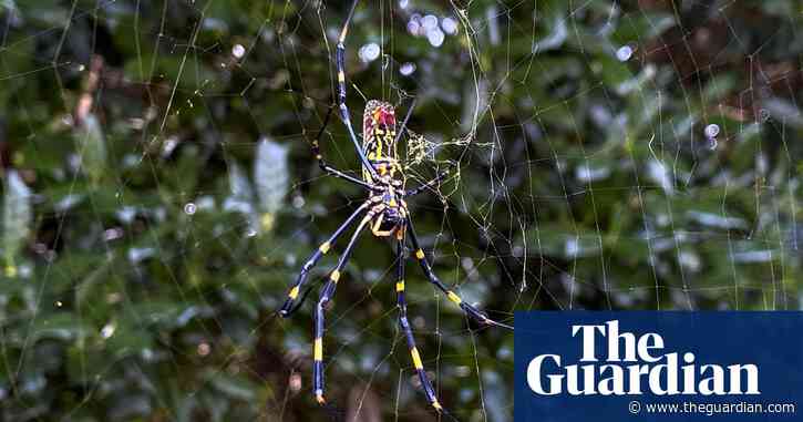 Giant, invasive joro spiders to spread on US east coast – but pose no huge threat