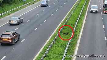 Runaway German Shepherd is rescued from middle of busy motorway after 18 hours stranded