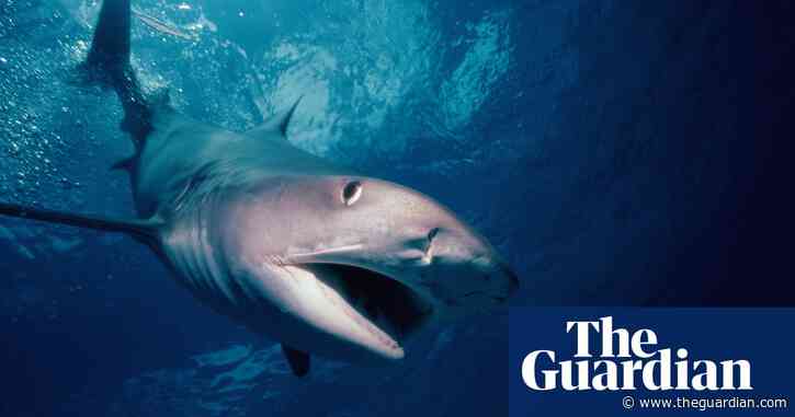 Tiger shark regurgitates whole echidna, leaving Australian scientists ‘stunned’