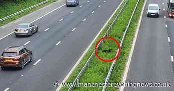 Runaway dog was stranded in the middle of motorway for 18 HOURS