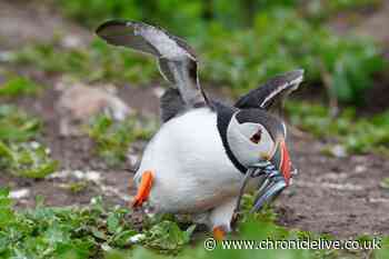 'No sign of bird flu' on Farne Islands as first full puffin count since 2019 gets underway