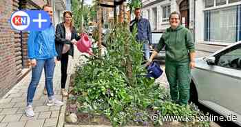 Begrünte Baumscheiben in Kiel: Stadt fordert Entfernung von Pflanzen in Lerchenstraße