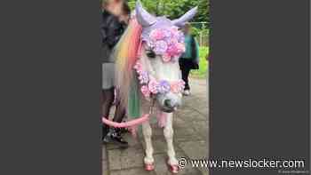 Pony's verkleed als unicorn op feestje: populair bij kinderen, maar 'zorgelijke ontwikkeling'