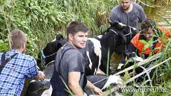 Feuerwehr rettet sechs Kühe aus Bachlauf
