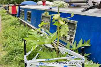 Walkers told to avoid Giant Hogweed by Grand Union Canal