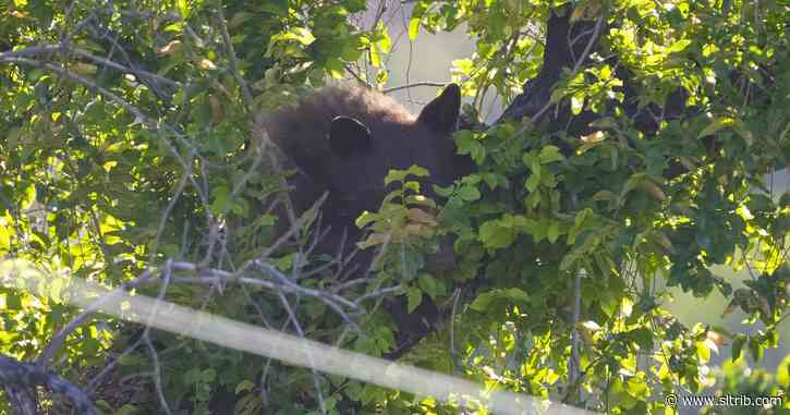 Bear falls 15 feet from tree in Salt Lake City’s Marmalade neighborhood after being tranquilized