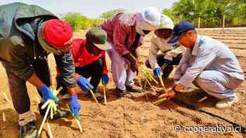 Tecnología china revoluciona la agricultura en el Sahara