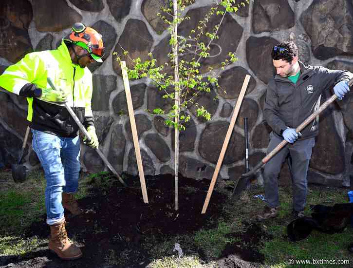 NYC Parks plants most trees since 2018, with emphasis on city’s hottest neighborhoods
