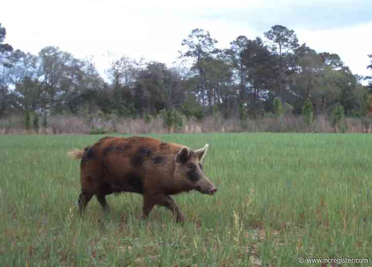‘We’re not gonna barbecue our way out of this’: Wild pigs, conquering all Florida counties, are now taking over the U.S.