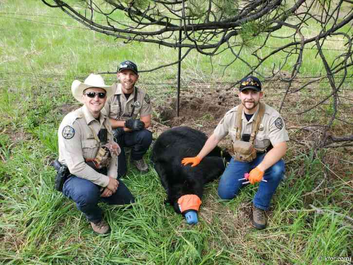 Colorado officers help bear cub stuck in wire fence